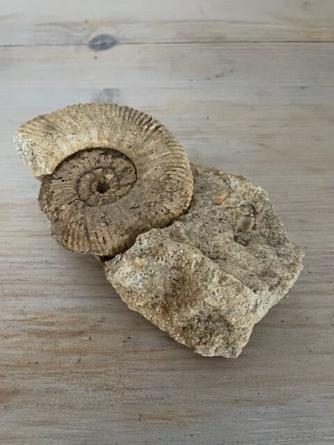 Ammonite brute - Joli fossile - Pièce unique -