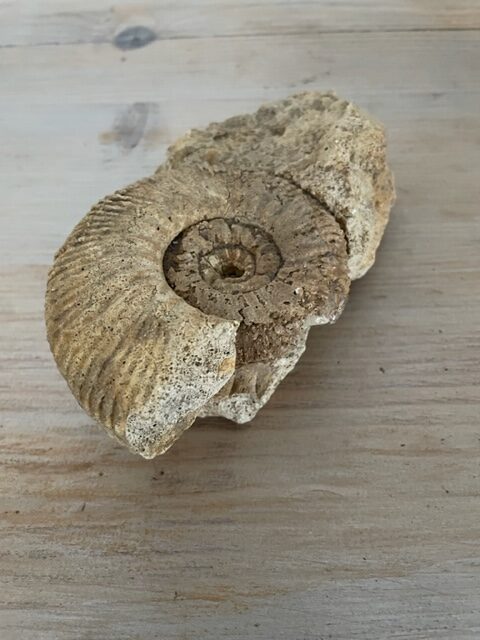 Ammonite brute - Joli fossile - Pièce unique -