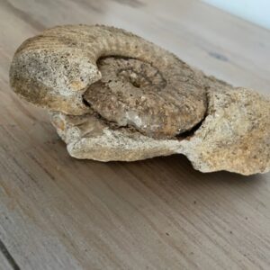 Ammonite brute - Joli fossile - Pièce unique -