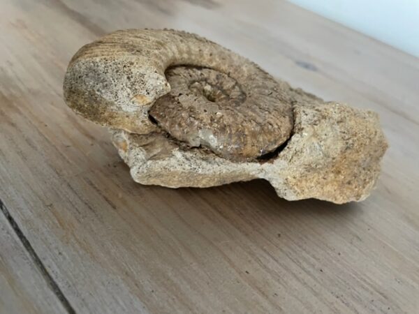 Ammonite brute - Joli fossile - Pièce unique -